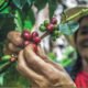 Universidade do Café Brasil divulga Caderno – Vol. 12 referente à pesquisa “Desequilíbrio de gênero no agronegócio café”