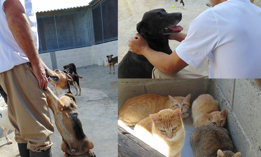 Projeto com cães e gatos abandonados em presídio de Tremembé (SP) ajuda na ressocialização de detentos