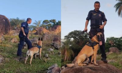 Conheça o cão da GCM que ajudou os policias a chegar até o vagabundo que matou a jovem de São João