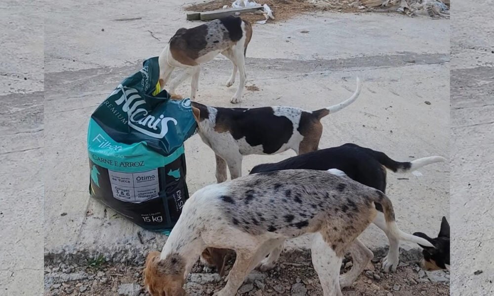 Homem deixa 14 cães sem comida e é preso por maus-tratos em Albertina