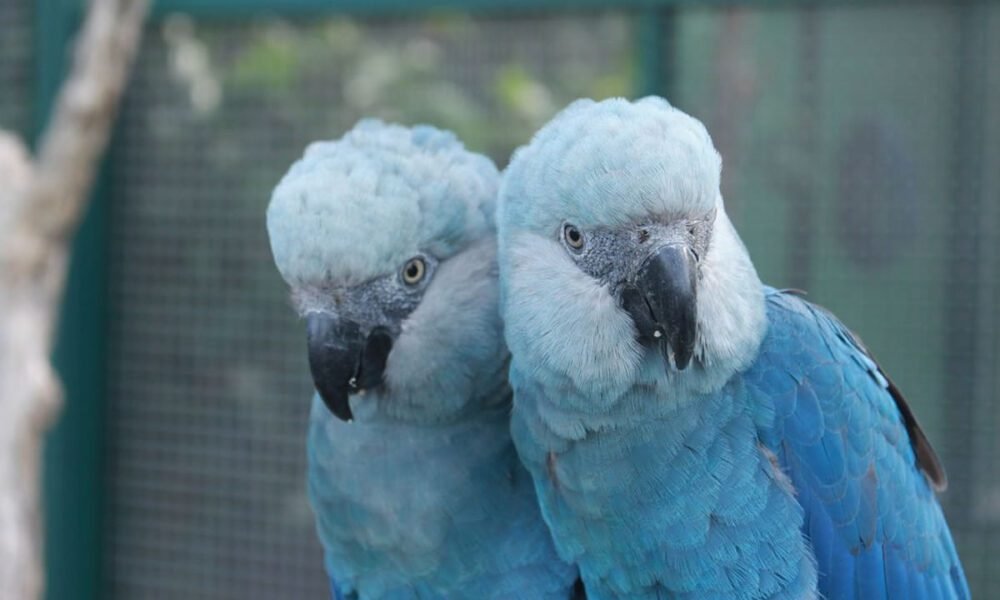 Ararinhas-azuis são soltas na natureza 20 anos depois de extinção