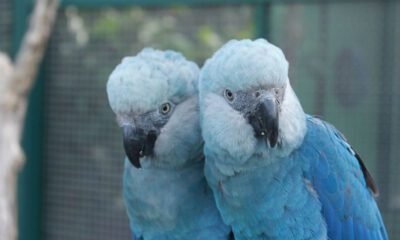 Ararinhas-azuis são soltas na natureza 20 anos depois de extinção