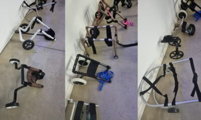 Estudantes da Unifeob desenvolvem próteses para animais com dificuldades de locomoção