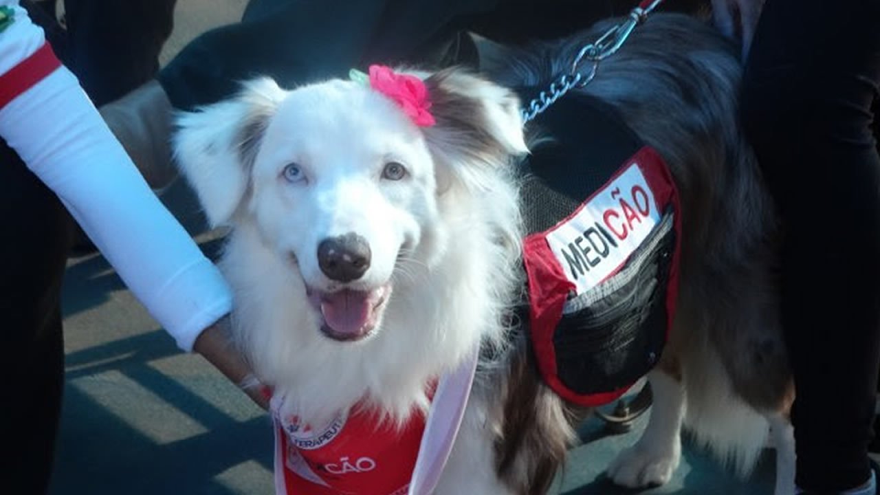 ROYAL CANIN® ️apoia Projeto de 'Cães Terapeutas'