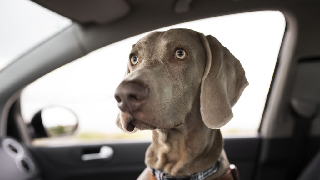 Renovias orienta motoristas sobre como viajar com pets de maneira segura