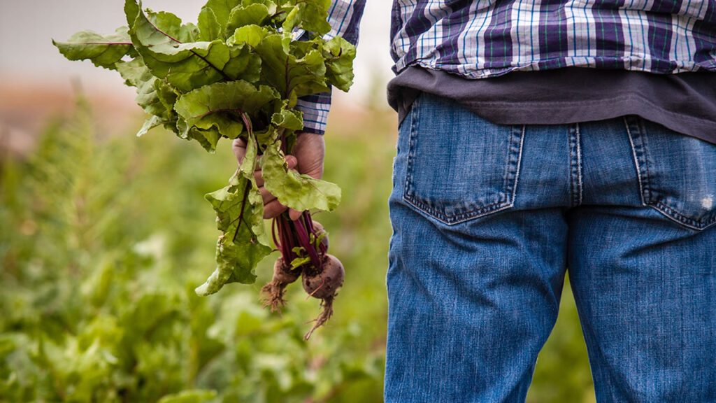 Agro Score novo Score de Crédito da Serasa Experian impulsiona em 32,9% a pontuação de produtores rurais com mais de 60 anos, revela estudo inédito