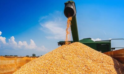 Conab Produção de grãos no estado de SP aumenta 18,6% em relação à safra anterior