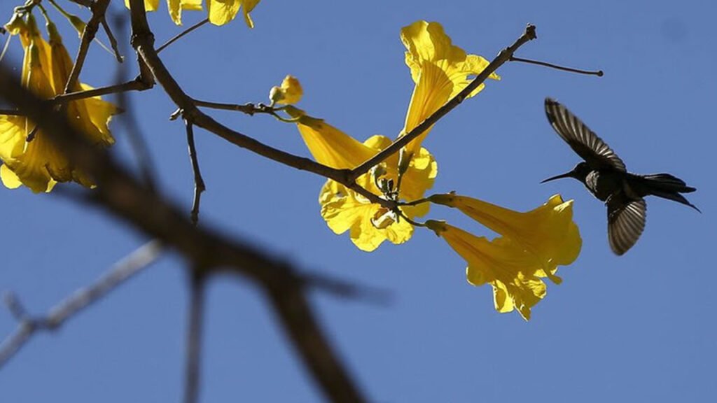 Primavera começa nesta quinta-feira e dá início ao plantio das principais culturas de verão