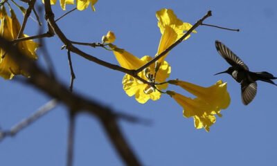 Primavera começa nesta quinta-feira e dá início ao plantio das principais culturas de verão