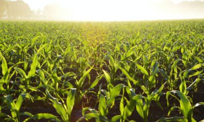 Produção agropecuária do Brasil alimenta 1 bilhão de pessoas no mundo