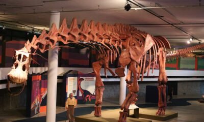exposição mostra réplica do maior dinossauro do mundo