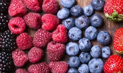 Frutas vermelhas paulistas são projeto da CATI Regional Campinas