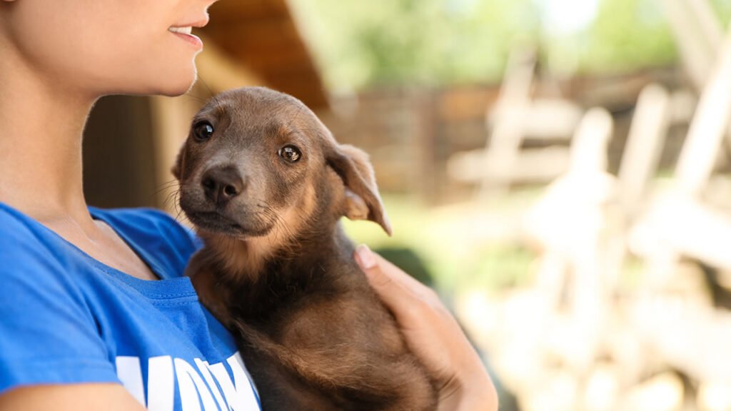 Grupo Petlove e Instituto Felipe Becari se unem para ajudar os animais atingidos pelas chuvas em São Sebastião