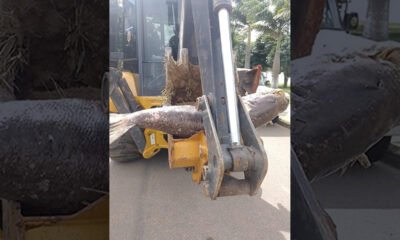 Carpa gigante é encontrada morta em represa de Vargem Grande do Sul