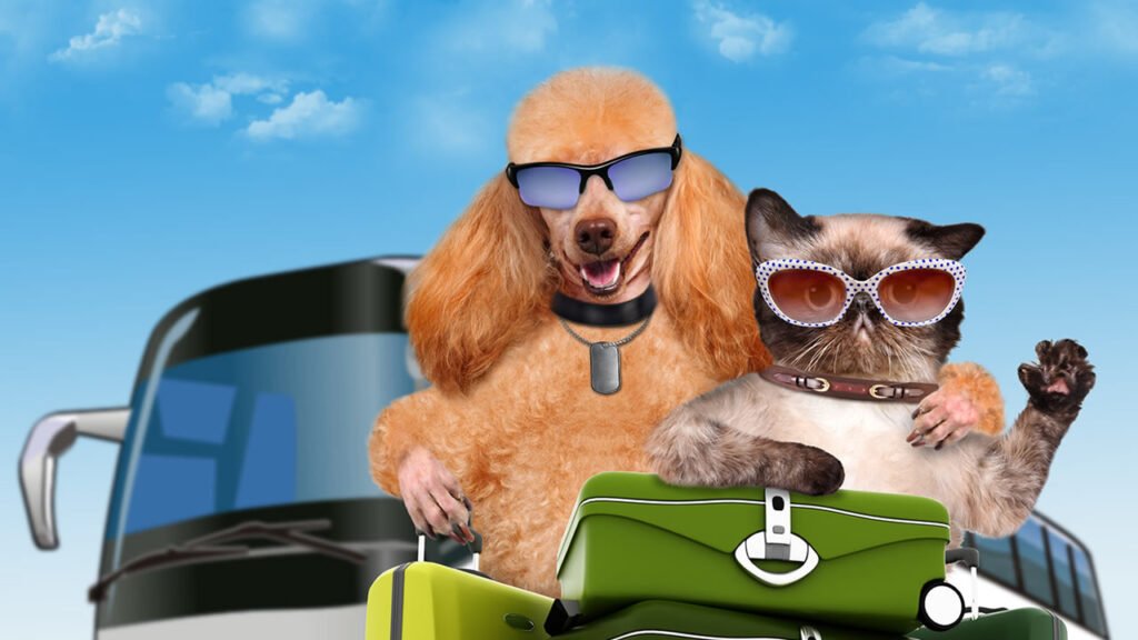 Pets a bordo 10 dicas para viajar de ônibus com cães e gatos