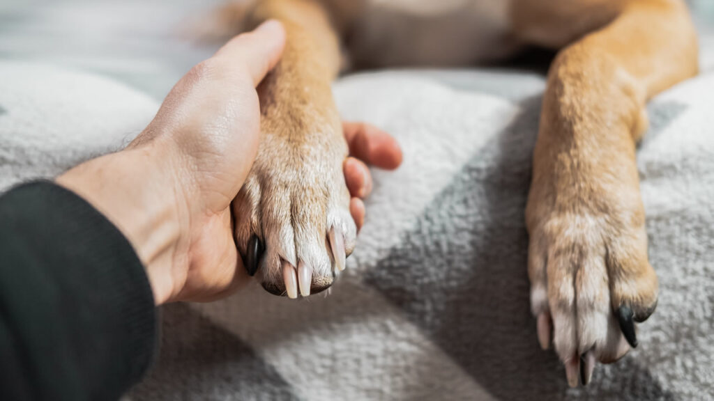 Feirinha de adoção de pets será realizada no estacionamento do Buriti Shopping Mogi, no próximo sábado (13)