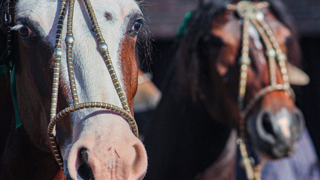 Ciclo de Exposições Passaportes do Cavalo Crioulo chega ao interior paulista