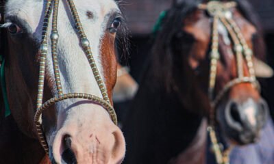 Ciclo de Exposições Passaportes do Cavalo Crioulo chega ao interior paulista