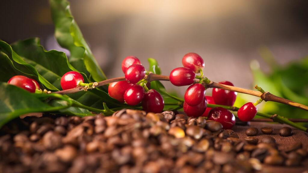 Instituto do Governo de SP inicia etapa decisiva para produzir café descafeinado