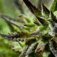 CANNABIS