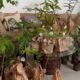 Buriti Shopping Mogi Guaçu realiza ação de Dia da Árvore
