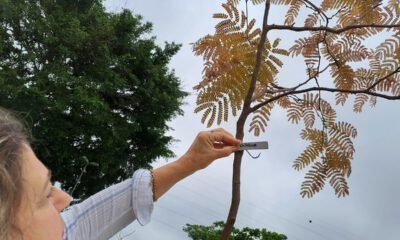 Guarujá planta 1,4 mil árvores e planeja ações para aprimorar qualidade do ar