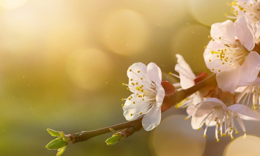 Primavera começa na madrugada deste sábado