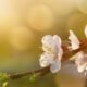 Primavera começa na madrugada deste sábado