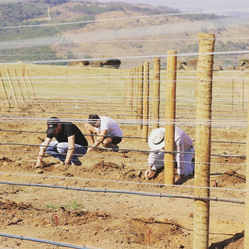 PLANTAÇAÇÃO NA VINÍCOLA TERRA DE ANTÔNIO