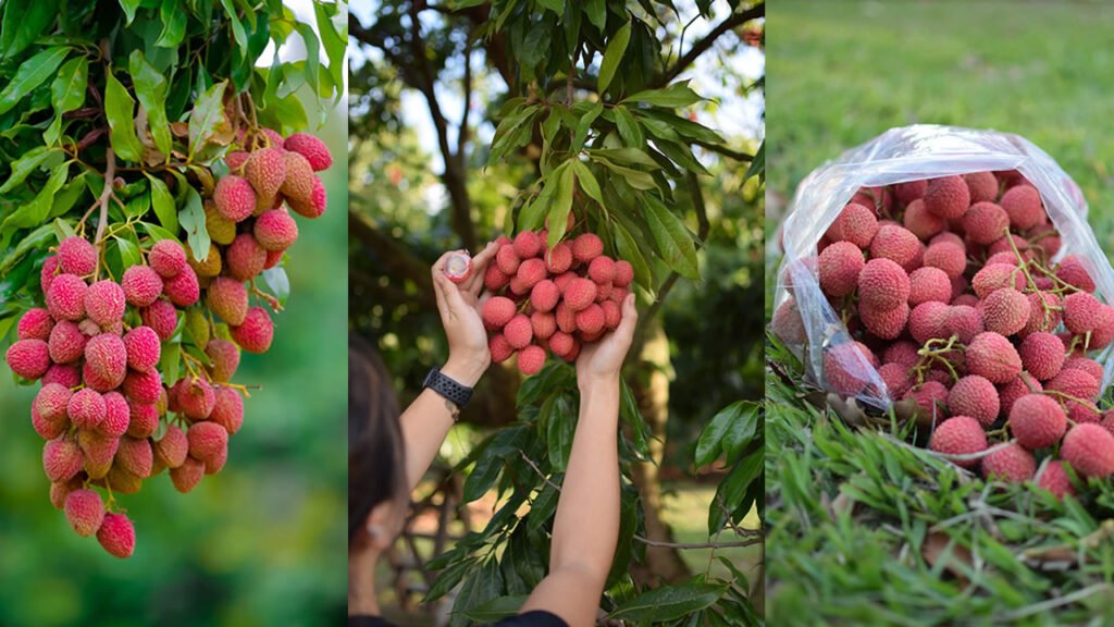 Aberta a temporada de lichias no Parque Maeda