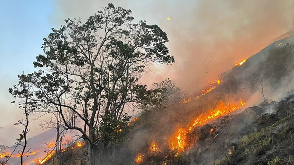 São Paulo Sem Fogo área total atingida por incêndios florestais diminui 86%