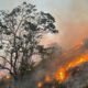 São Paulo Sem Fogo área total atingida por incêndios florestais diminui 86%