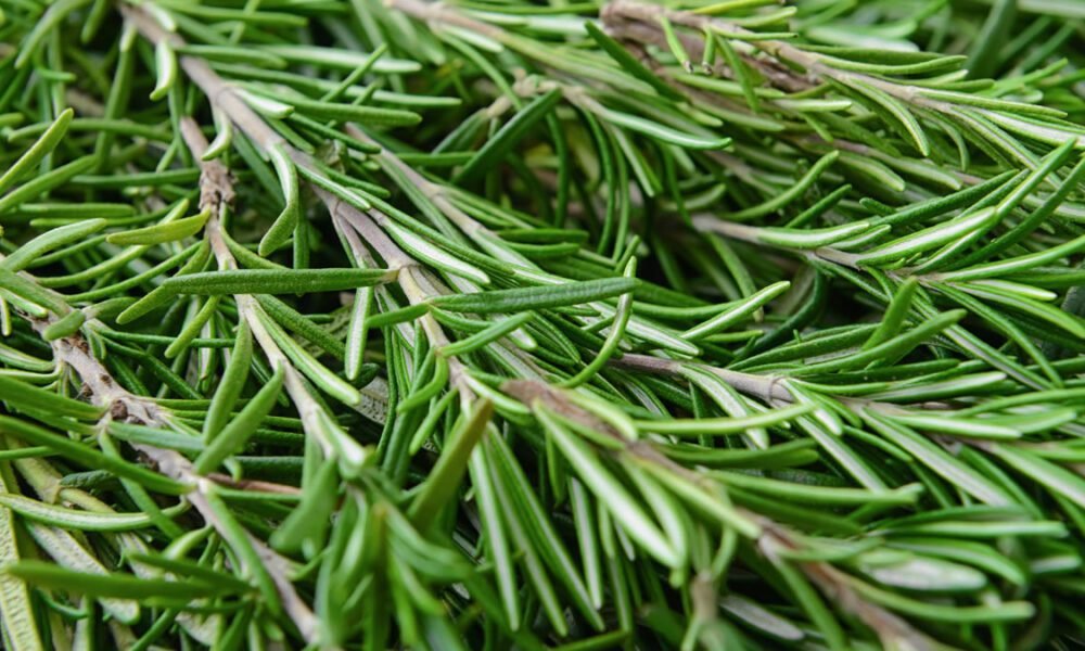 6 plantas poderosas para manter sua casa livre de insetos