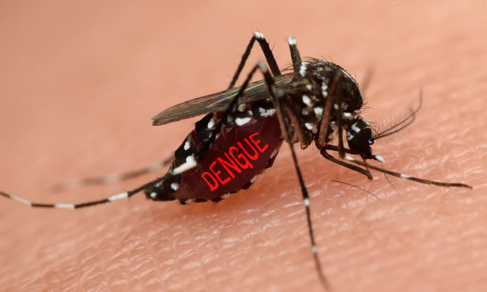 Mosquito da Dengue