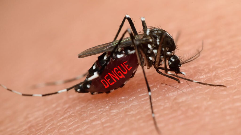 Mosquito da Dengue