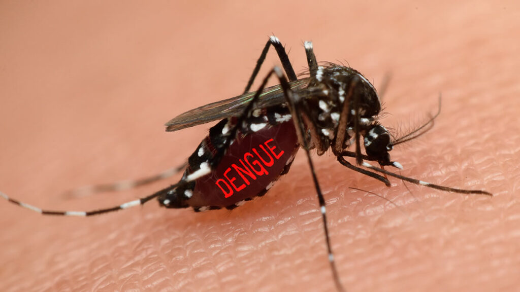 DENGUE PINHAL