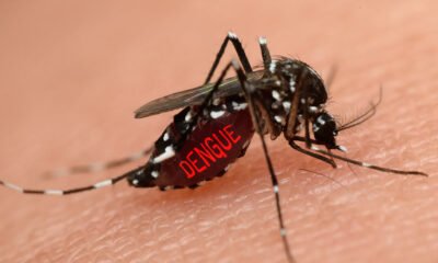 DENGUE PINHAL