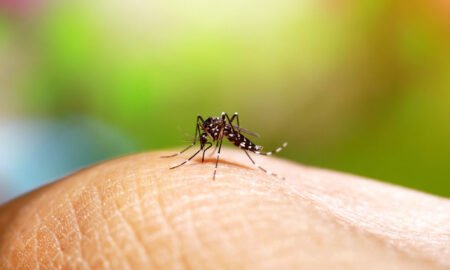 Mosquito da Dengue pousando na pele de um ser humano