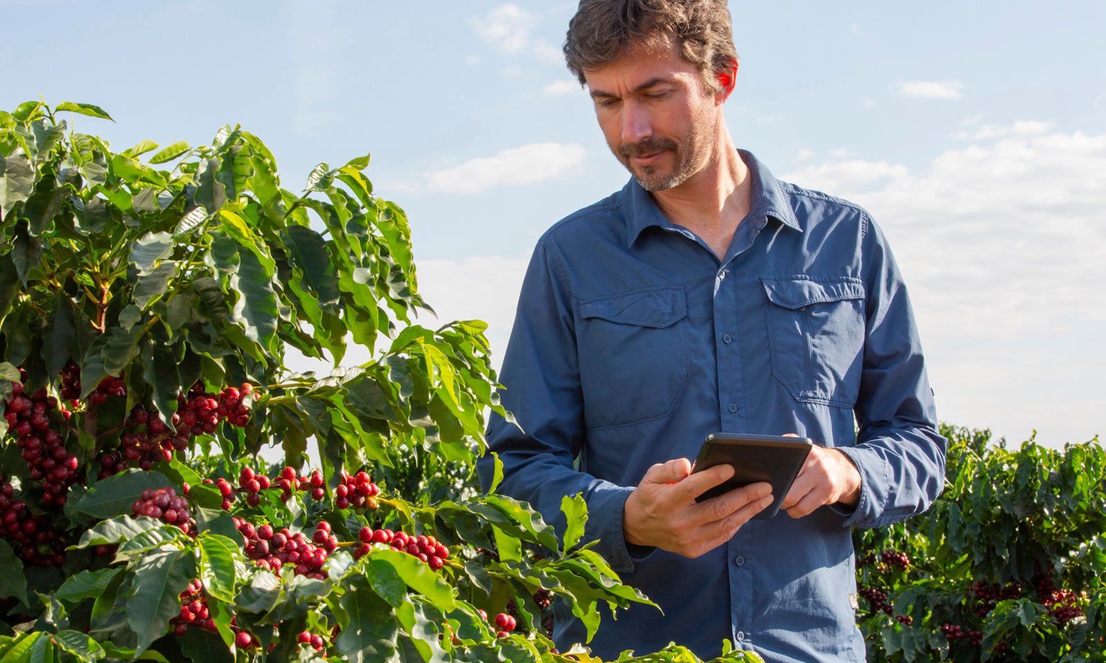 Agricultor ao lado de um pé de café