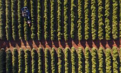 Fazenda de café