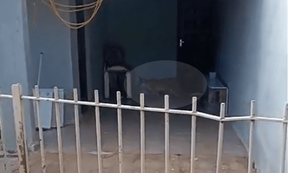 Onça em Espírito Santo do Pinhal