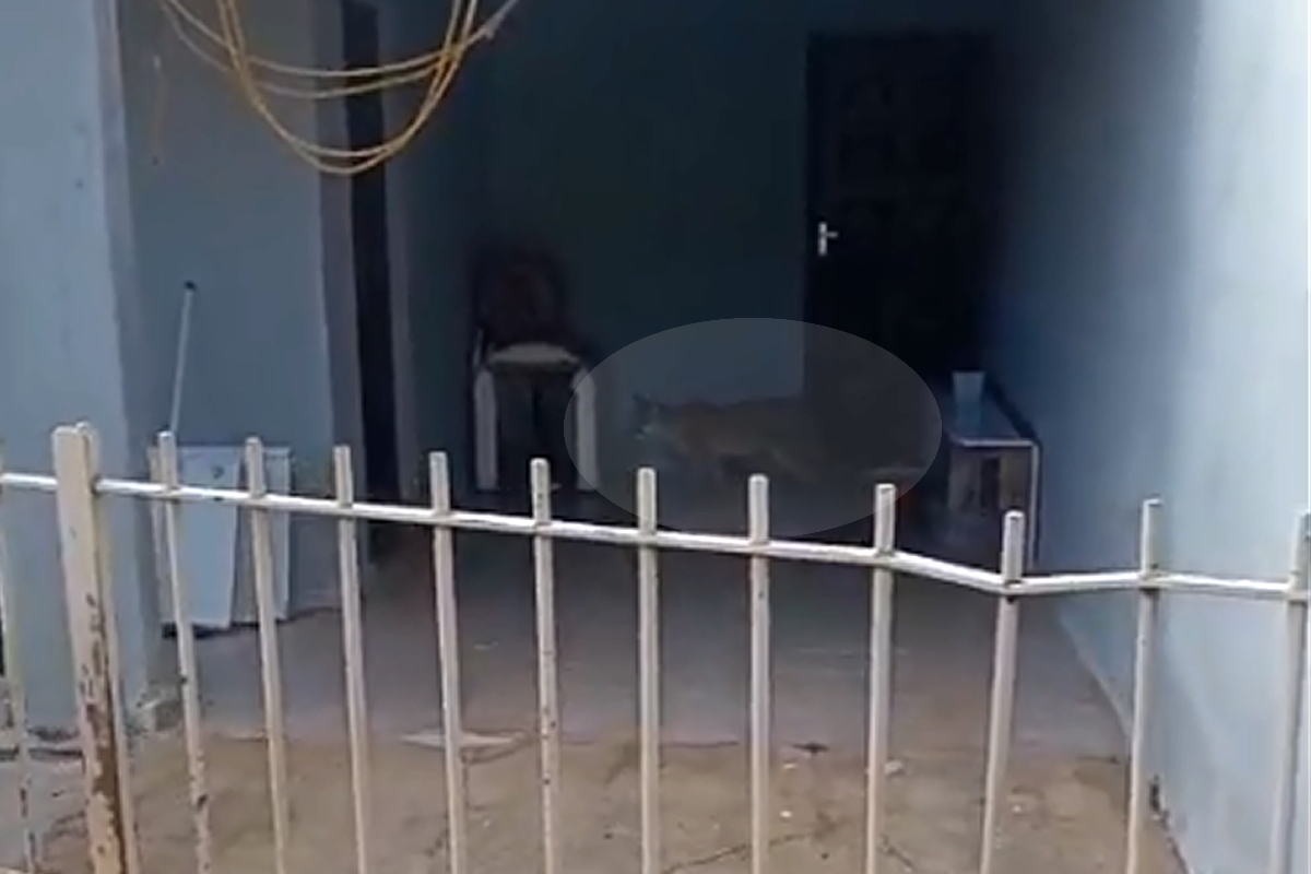 Onça em Espírito Santo do Pinhal