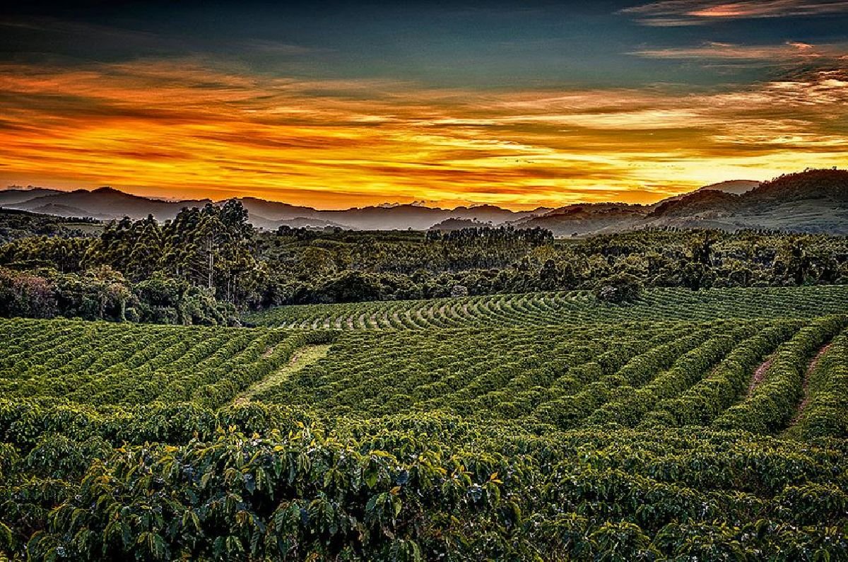 Vinícola em Espírito Santo do Pinhal